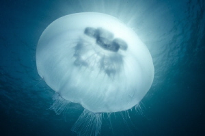 Shining jellyfish by Dmitry Starostenkov 